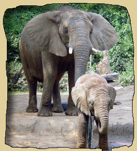 Слон и слоненок.Развитие речи