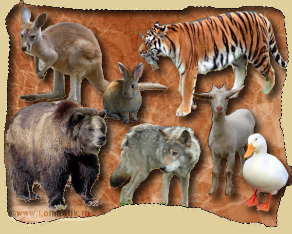 Фотографии животных. Развитие речи - тигр, медведь, кенгуру, волк