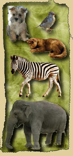 Животные.Развитие речи - щенок, зебра, слон, кот, воробей