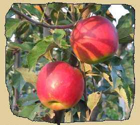 Яблоки растут на яблоне. Развитие речи