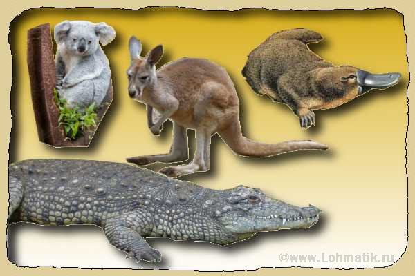 Животные Австралии. Развитие речи