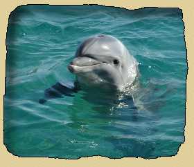 Дельфин. Развитие речи