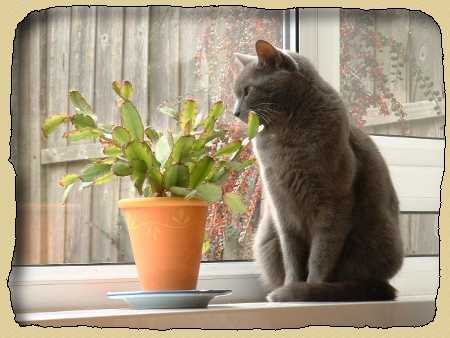 Кот около кактуса. Развитие речи