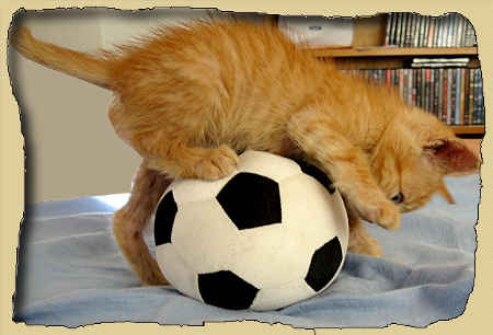Котенок на футбольном мяче. Развитие речи