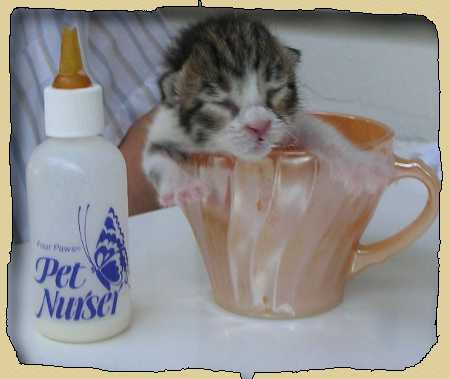 Котенок в чашке. Развитие речи