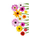 Цветы - расcкраски для детей цветы